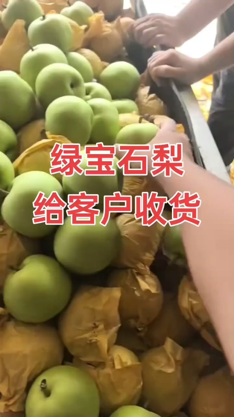 绿宝石梨