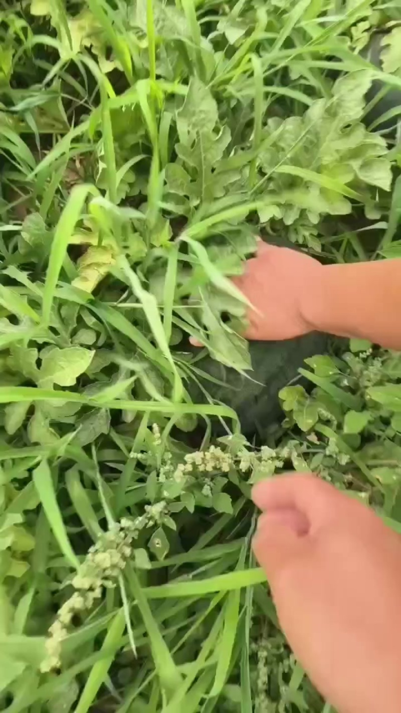 沙地拳王西瓜