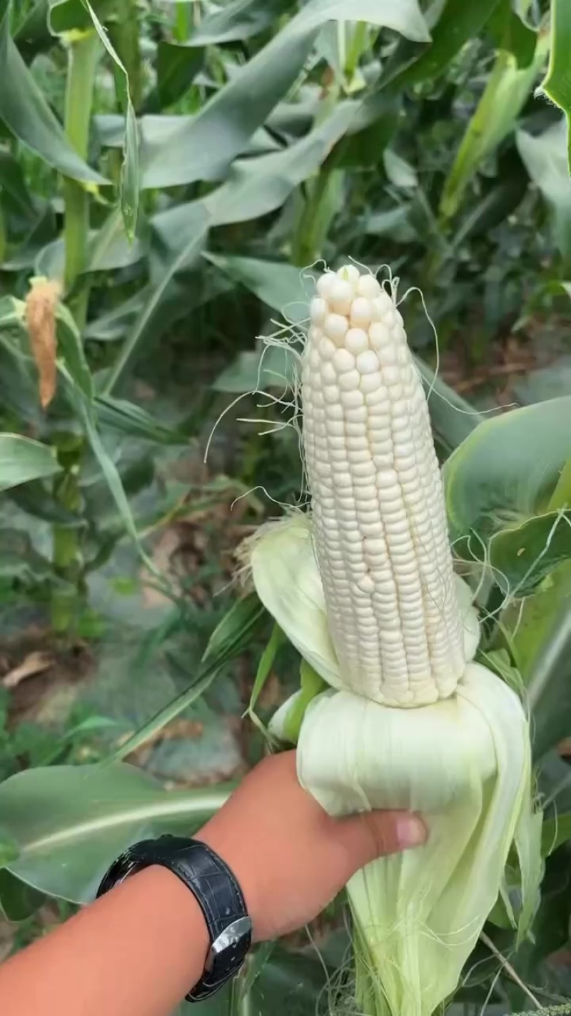 精品万糯两千