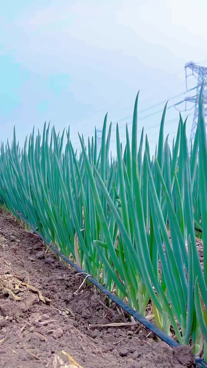 山东大葱