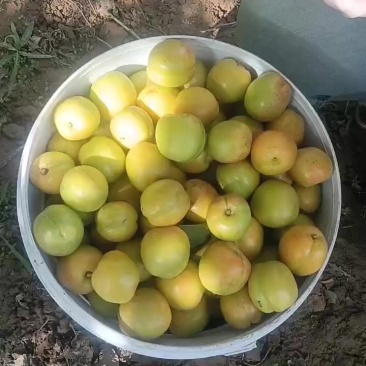 临夏永靖包谷杏子