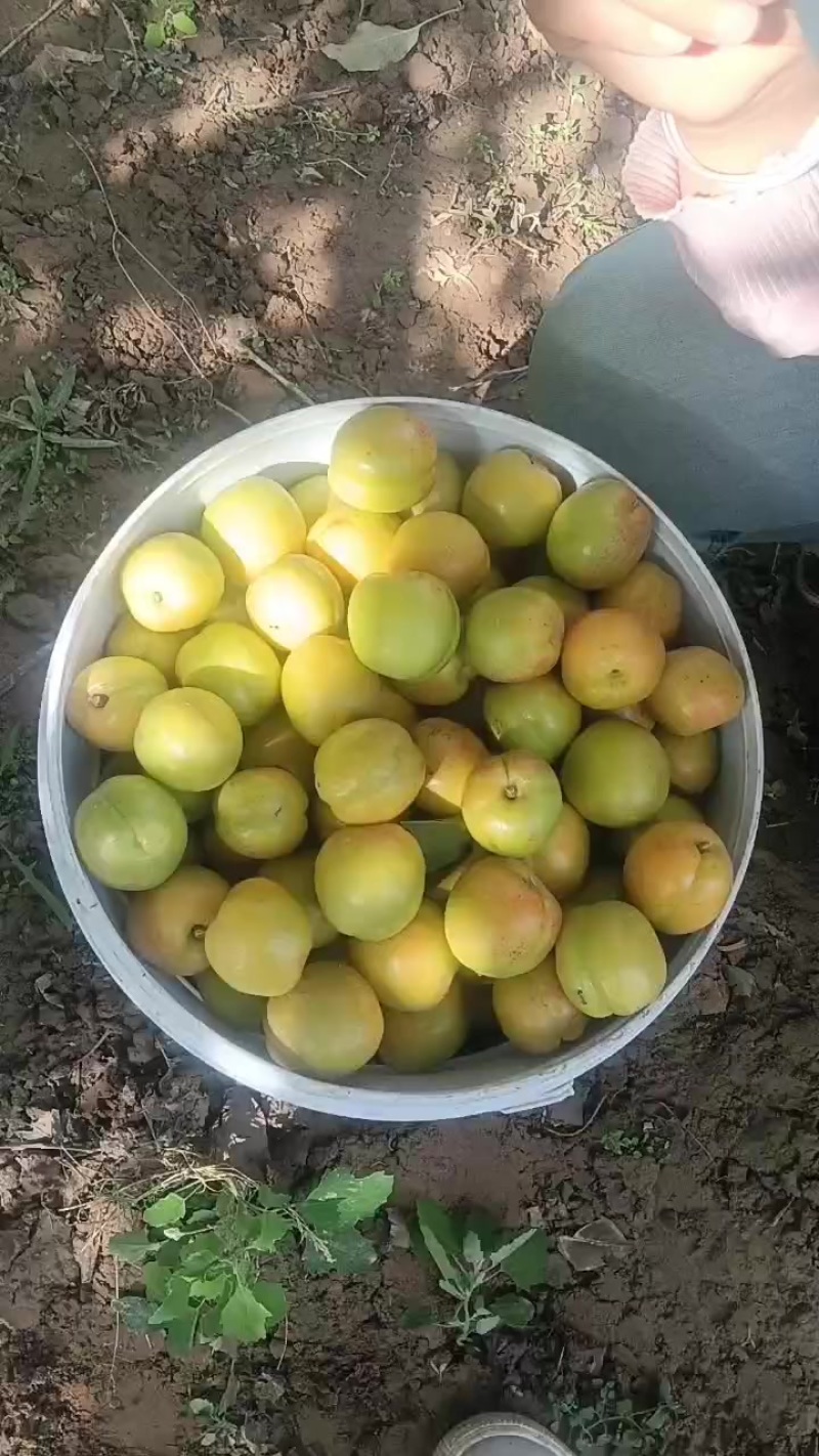 临夏永靖包谷杏子