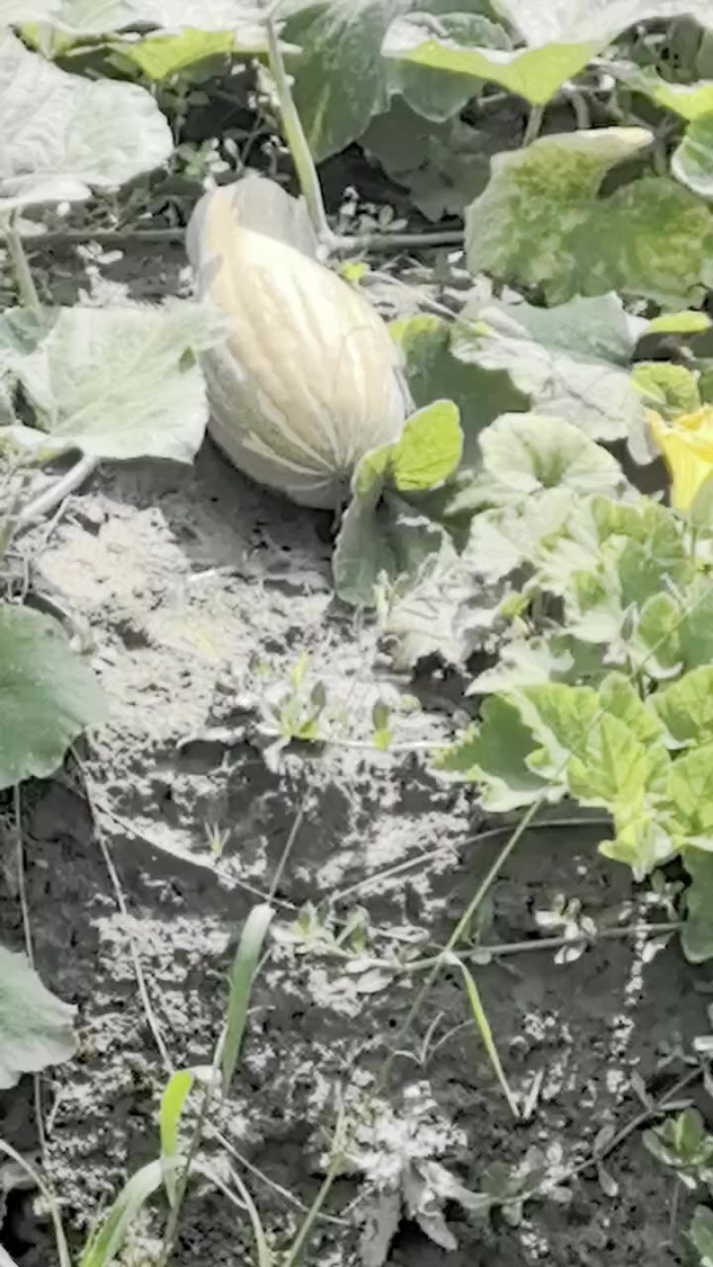 蜜本南瓜