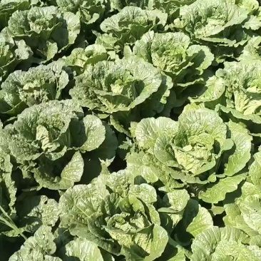 黄心白菜三到五斤