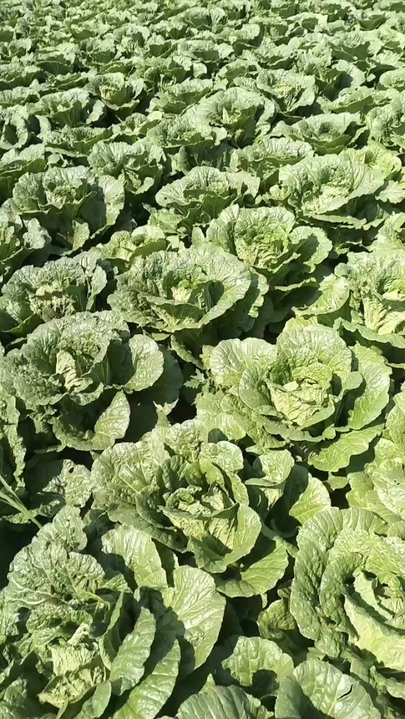 黄心白菜三到五斤