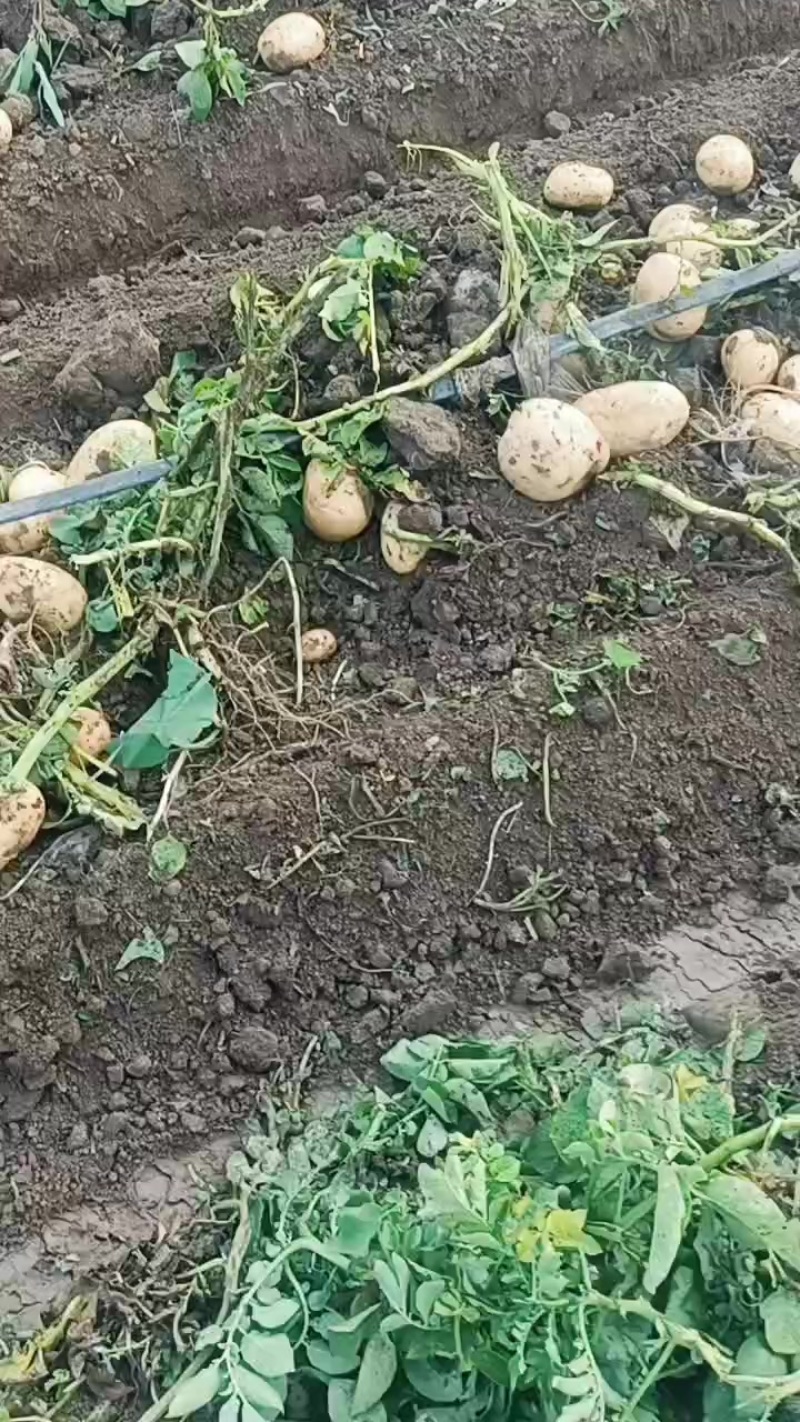 精品土豆大量上市质量**