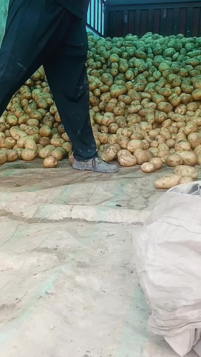 精品土豆大量上市质量**