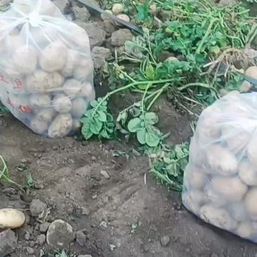 精品土豆大量上市质量**