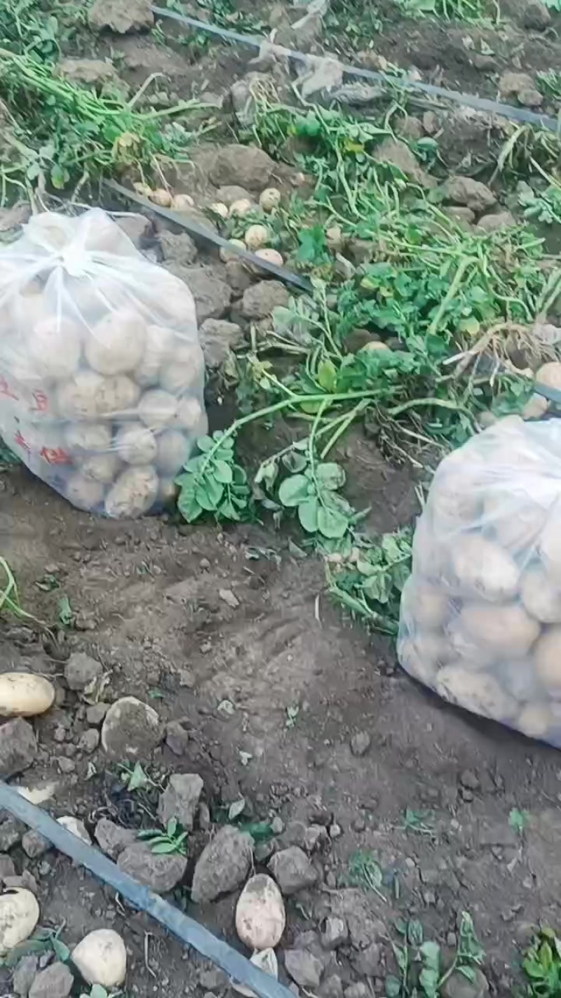 精品土豆大量上市质量**