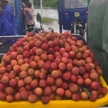 荔枝桂味