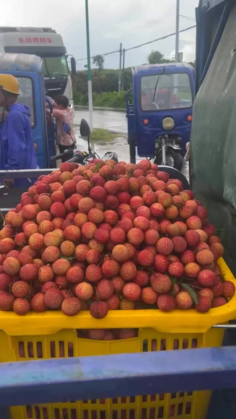 荔枝桂味