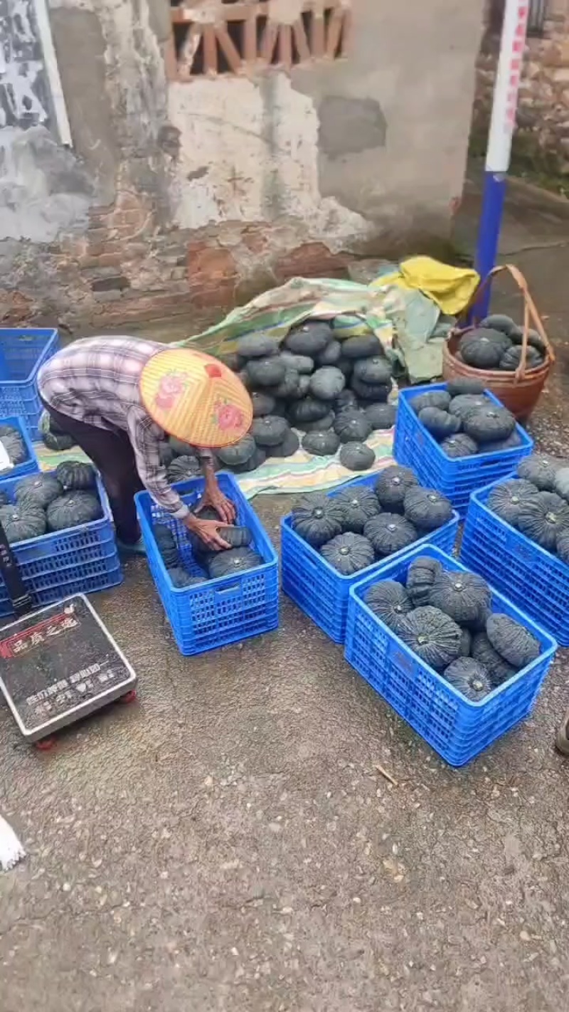 板栗南瓜吊瓜