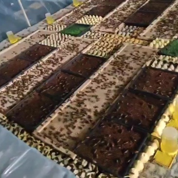 人工谷饲可食用蟋蟀产品，药用干货，冻货，活体饲料