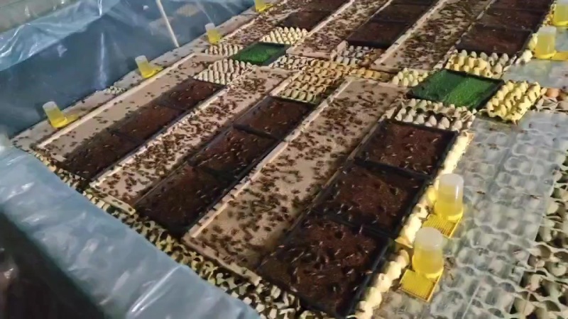 人工谷饲可食用蟋蟀产品，药用干货，冻货，活体饲料