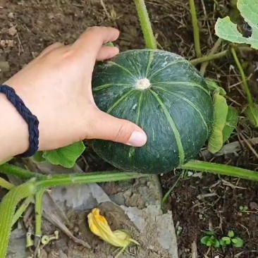 贝贝南瓜
