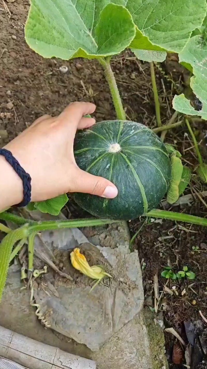 贝贝南瓜