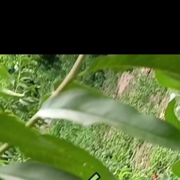 天外之星油蟠桃。