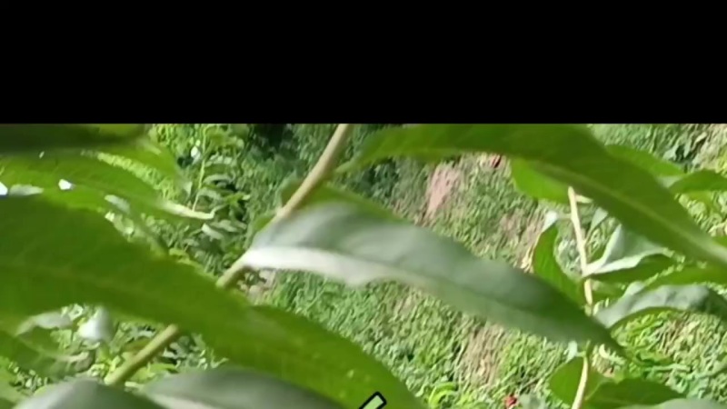天外之星油蟠桃。