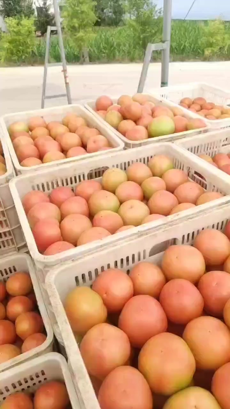 硬粉西红柿
