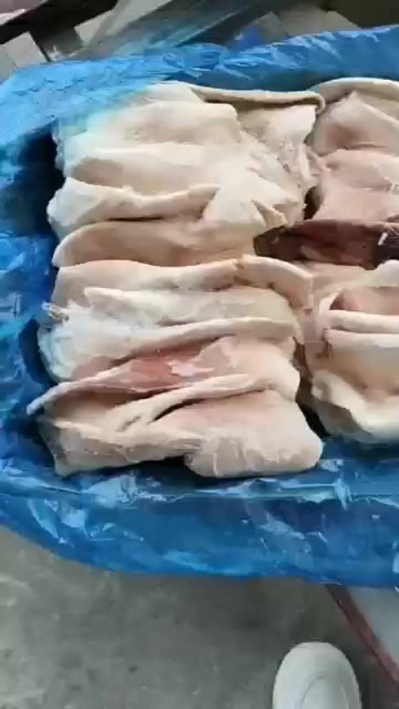 肥猪二级耳