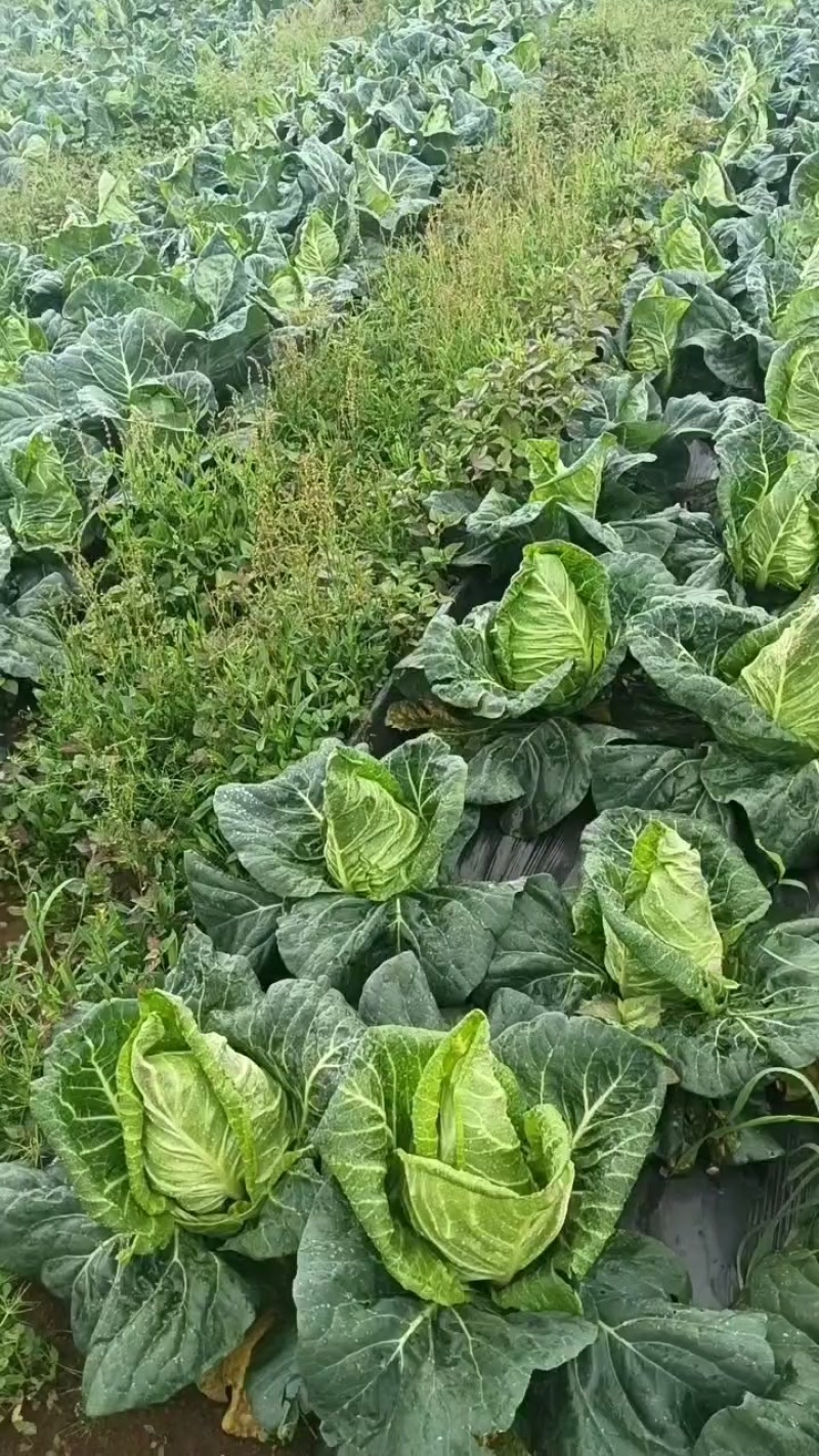 牛心甘蓝