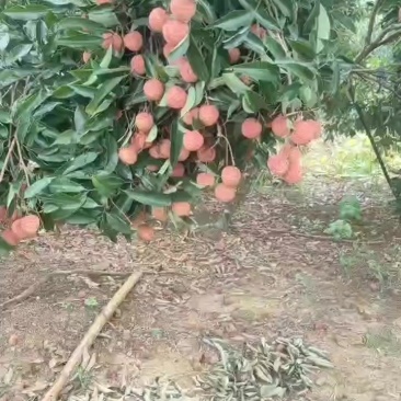 特靓桂味***********