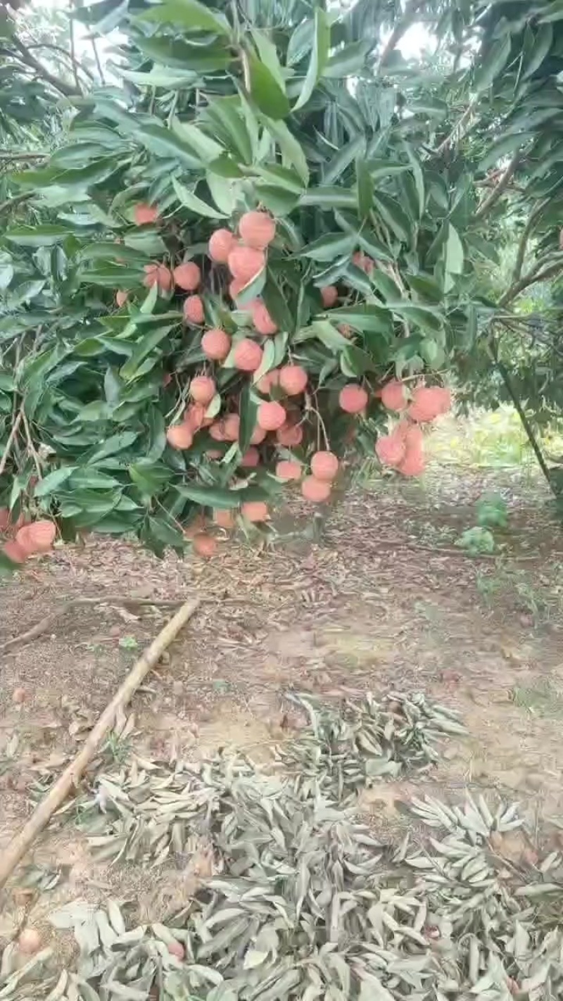 特靓桂味***********