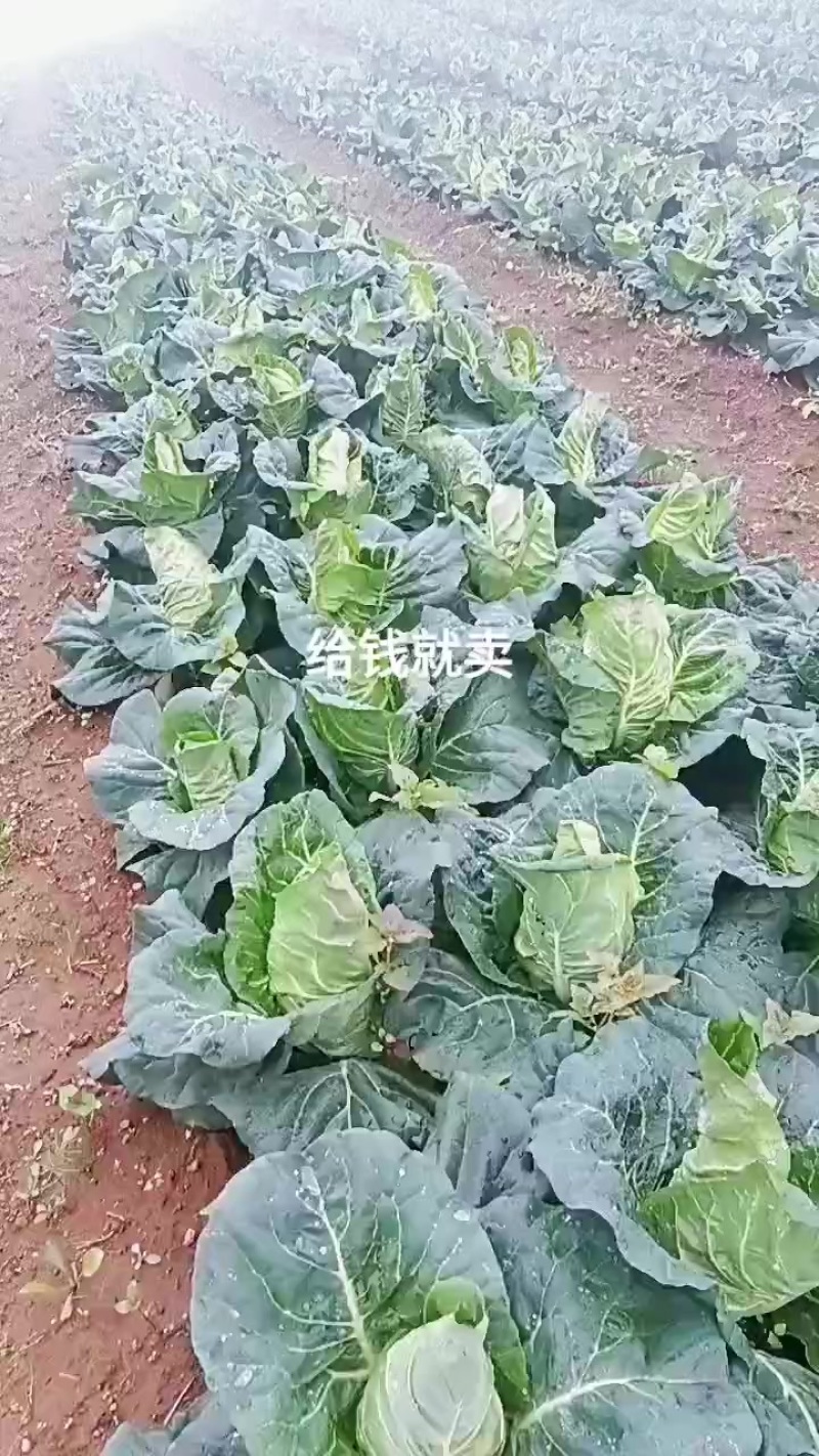牛心甘蓝