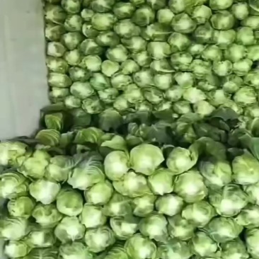 牛心甘蓝