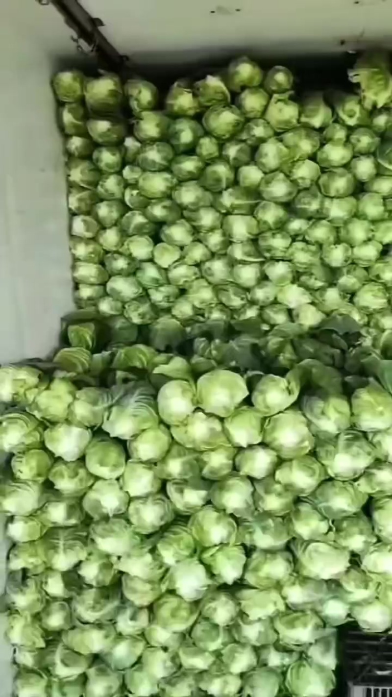 牛心甘蓝
