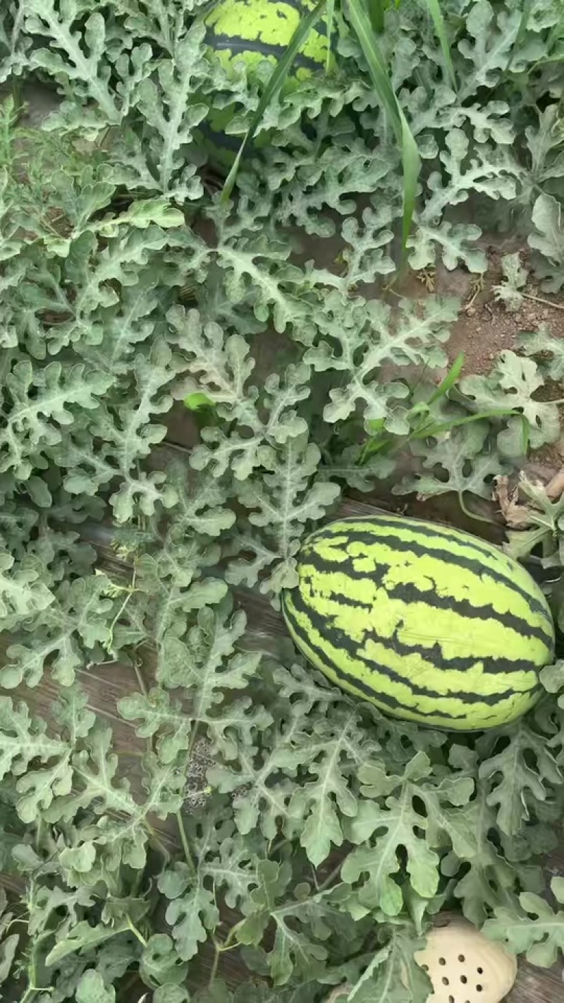 无籽锦王