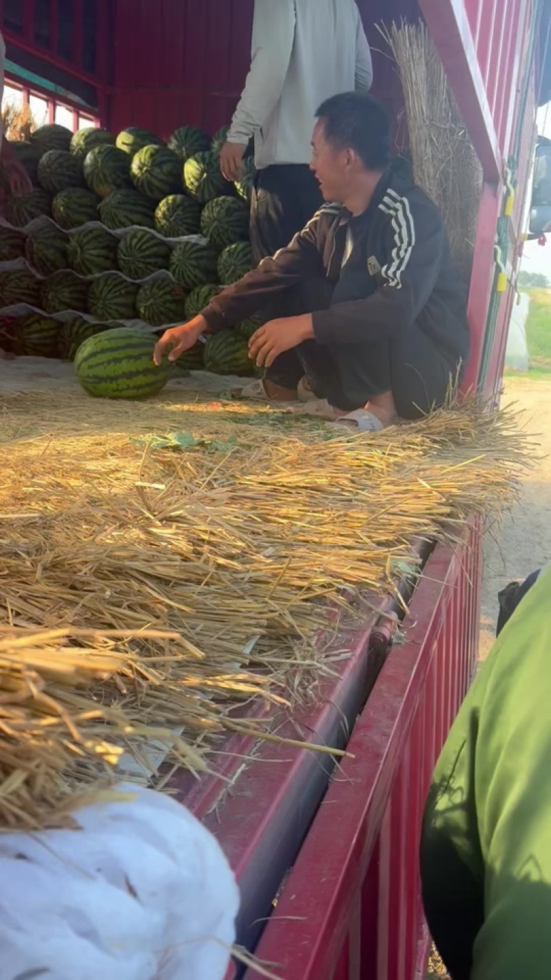 无籽锦王