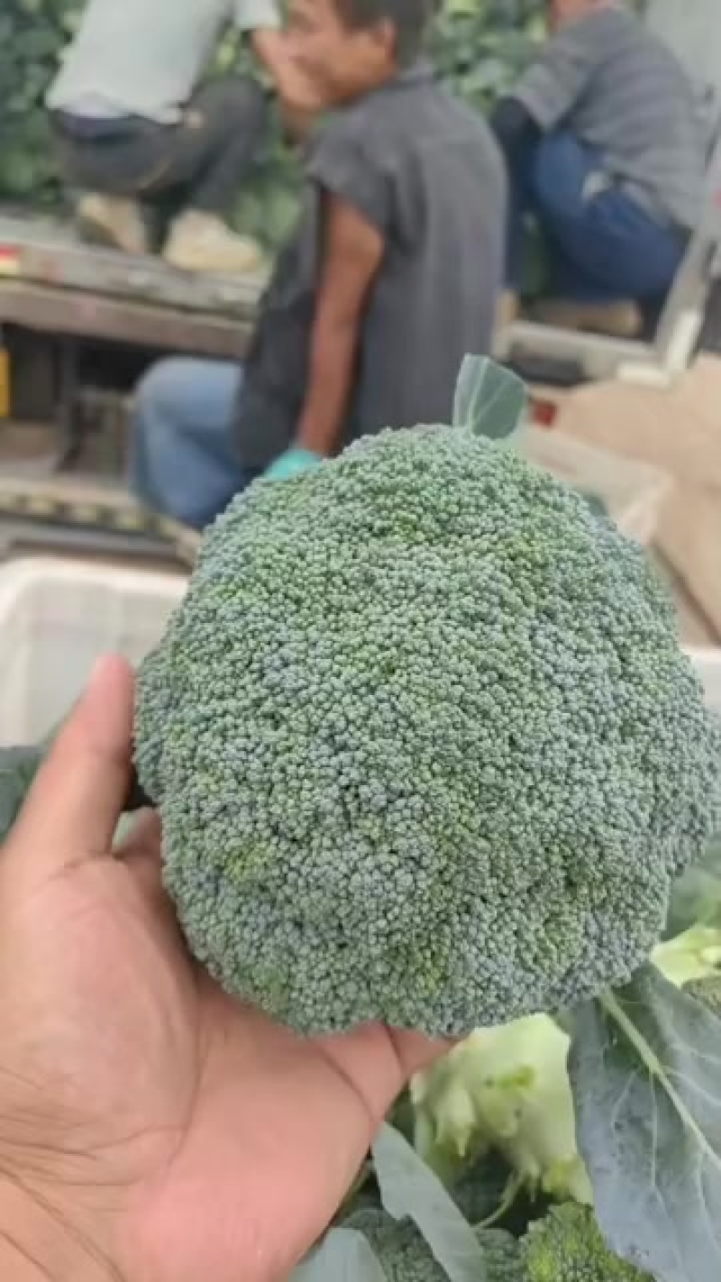 西兰花