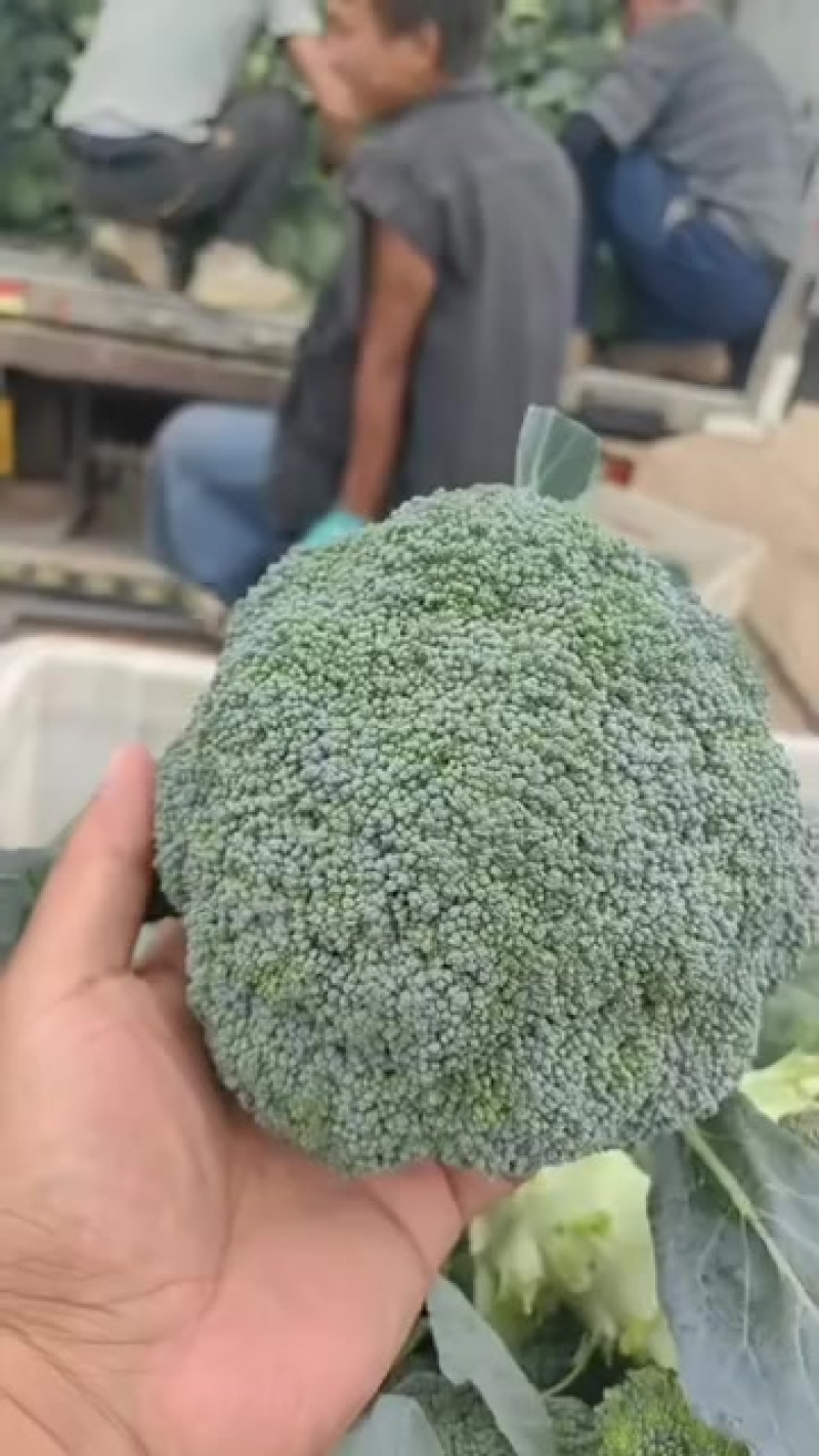 西兰花