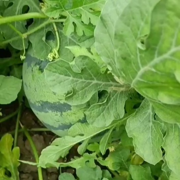 精品头茬丽园西瓜，欢迎各位老板来电咨询，价格可谈。
