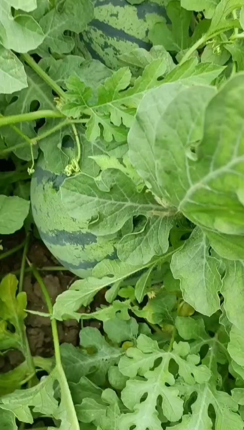 精品头茬丽园西瓜，欢迎各位老板来电咨询，价格可谈。