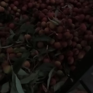 黑叶荔枝通货