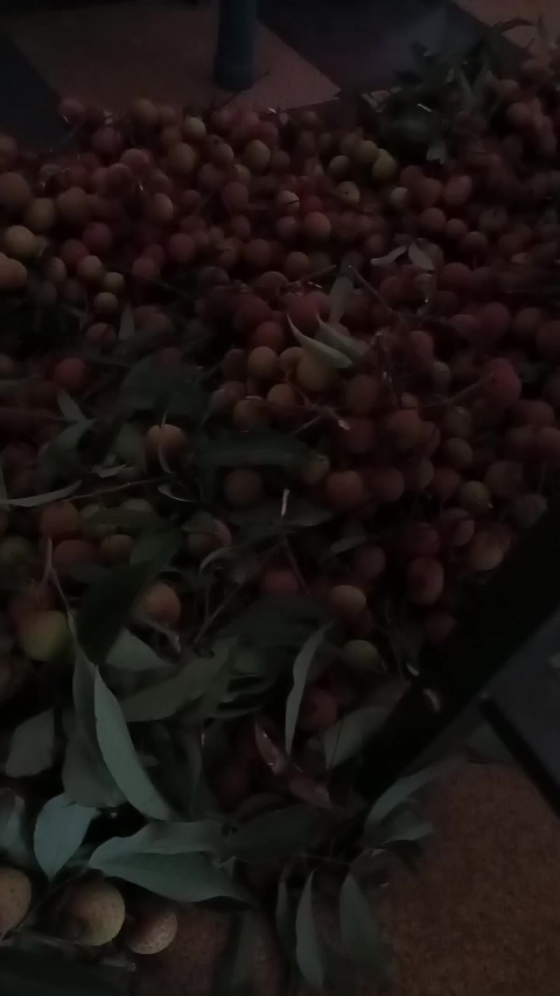 黑叶荔枝通货