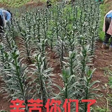 甜百合