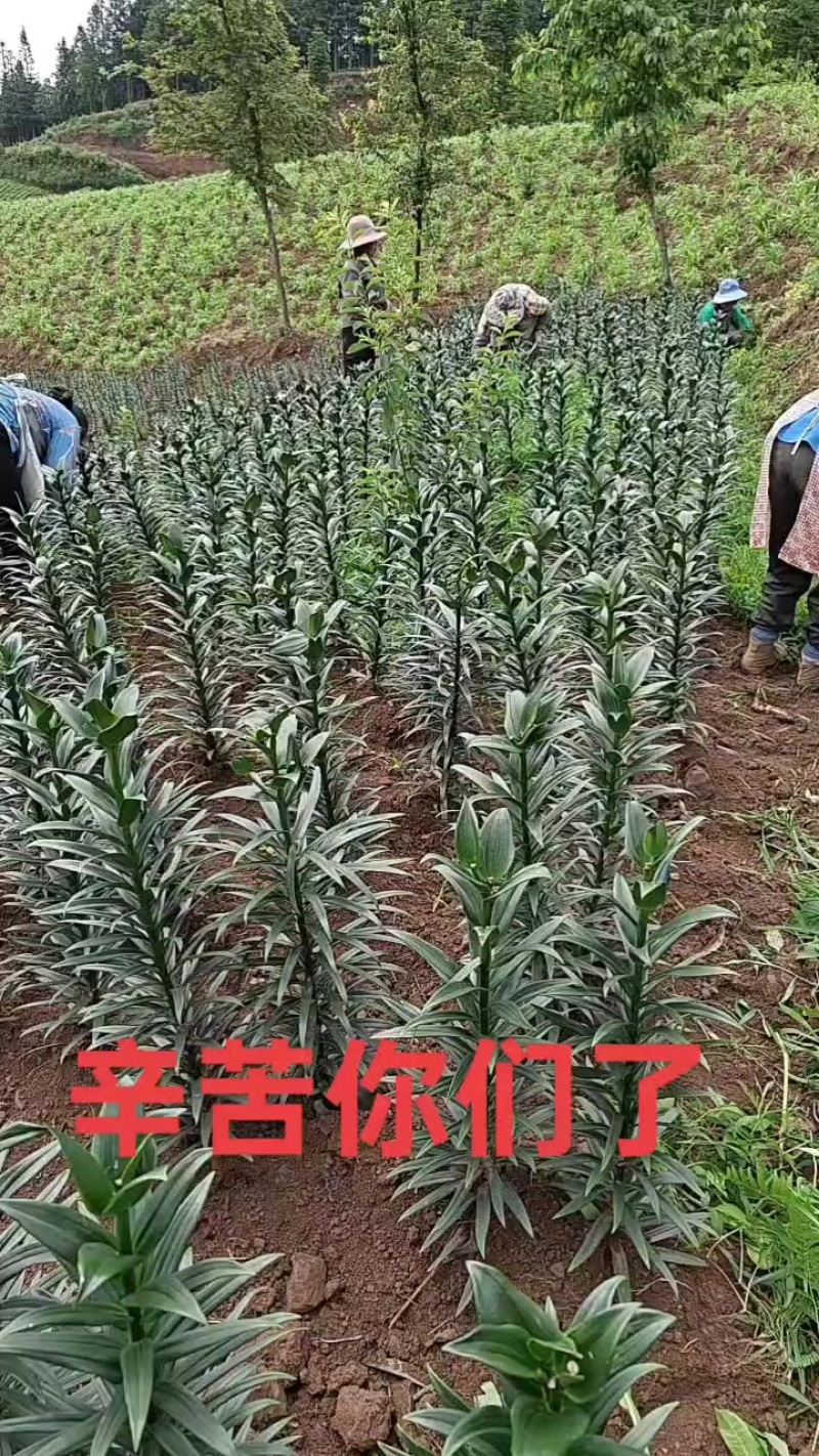 甜百合