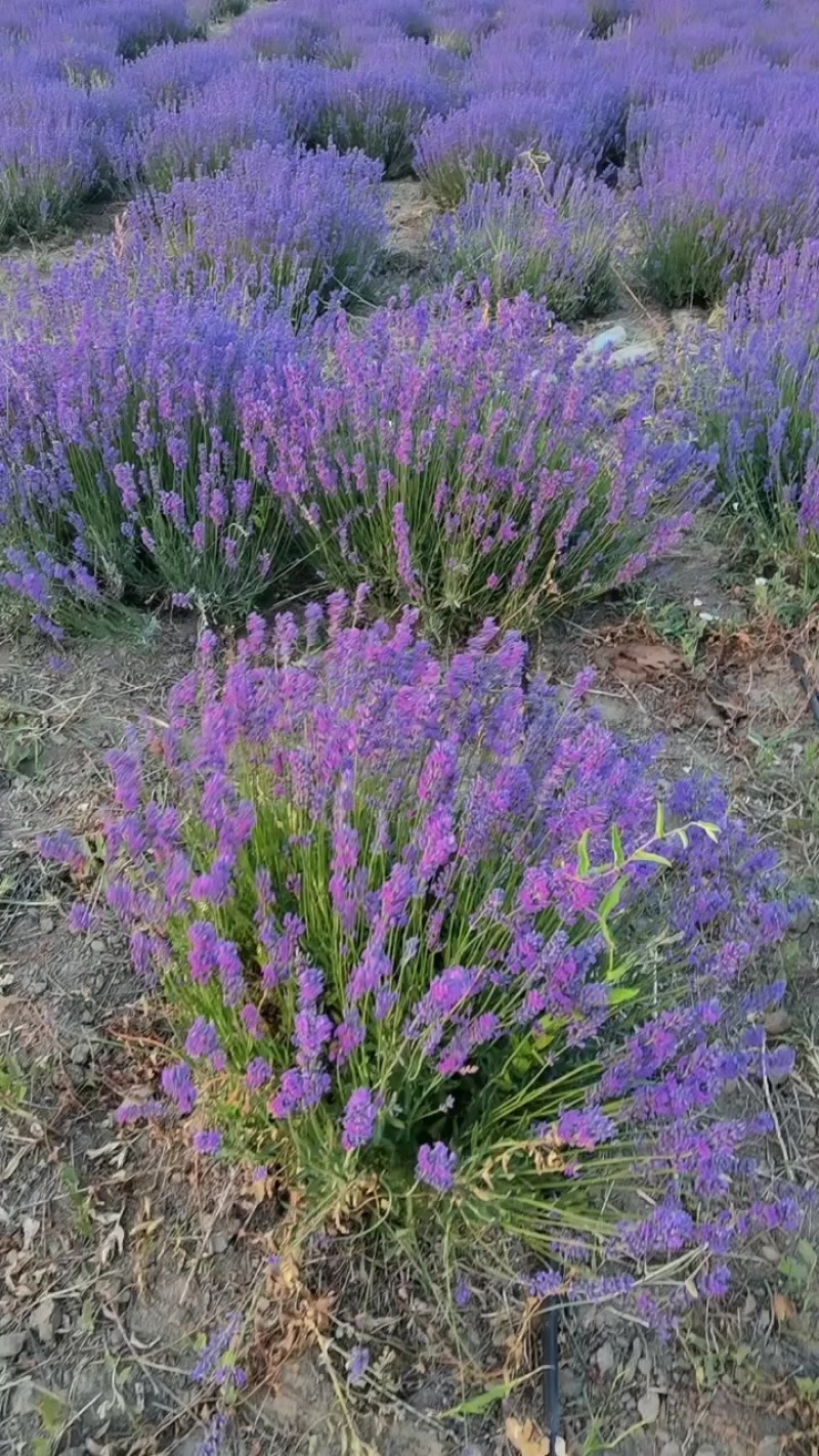 无药残薰衣草干花、精油、纯露