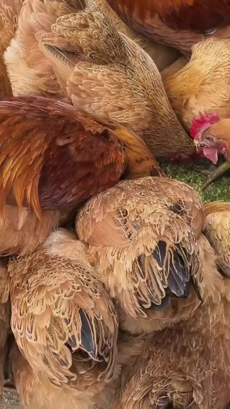 清草鸡
