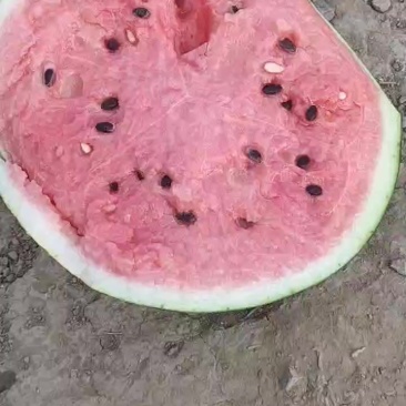 青坨营西瓜便宜了毛毛钱有要的联系，