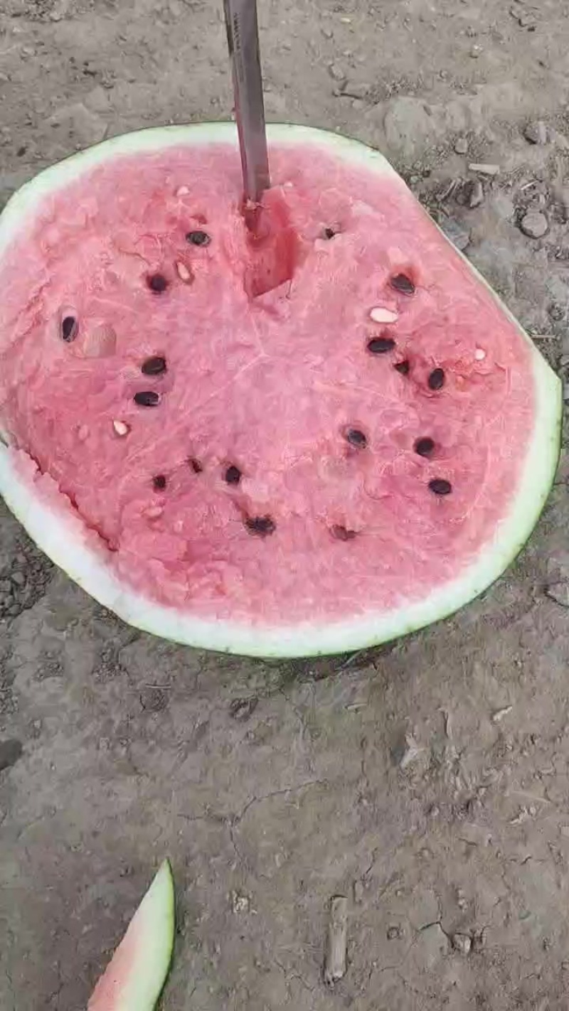 青坨营西瓜便宜了毛毛钱有要的联系，