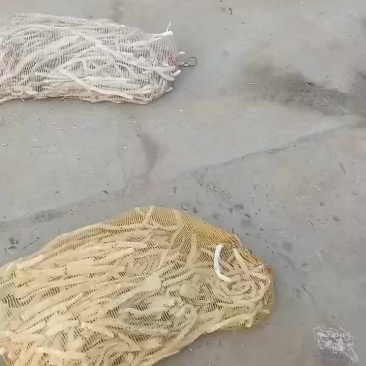 山药光条