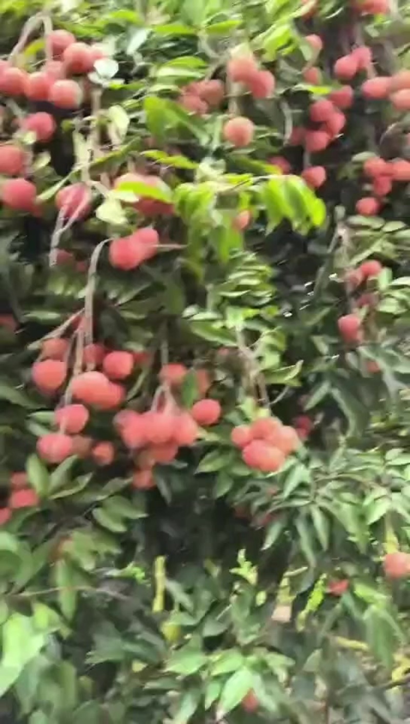 湛江廉江桂味收尾大甩卖