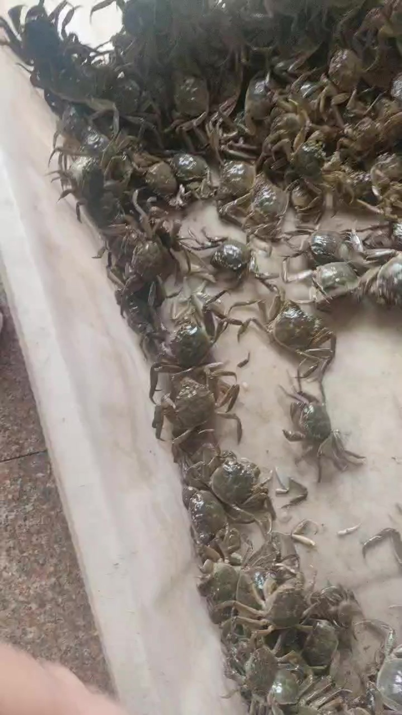 一两半左右的毛蟹