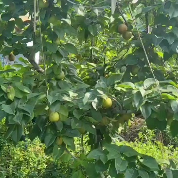 翠冠梨翠玉梨