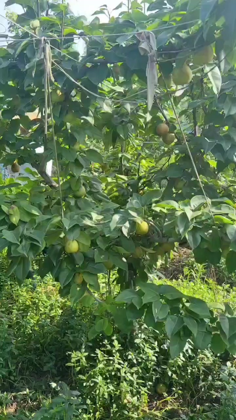 翠冠梨翠玉梨