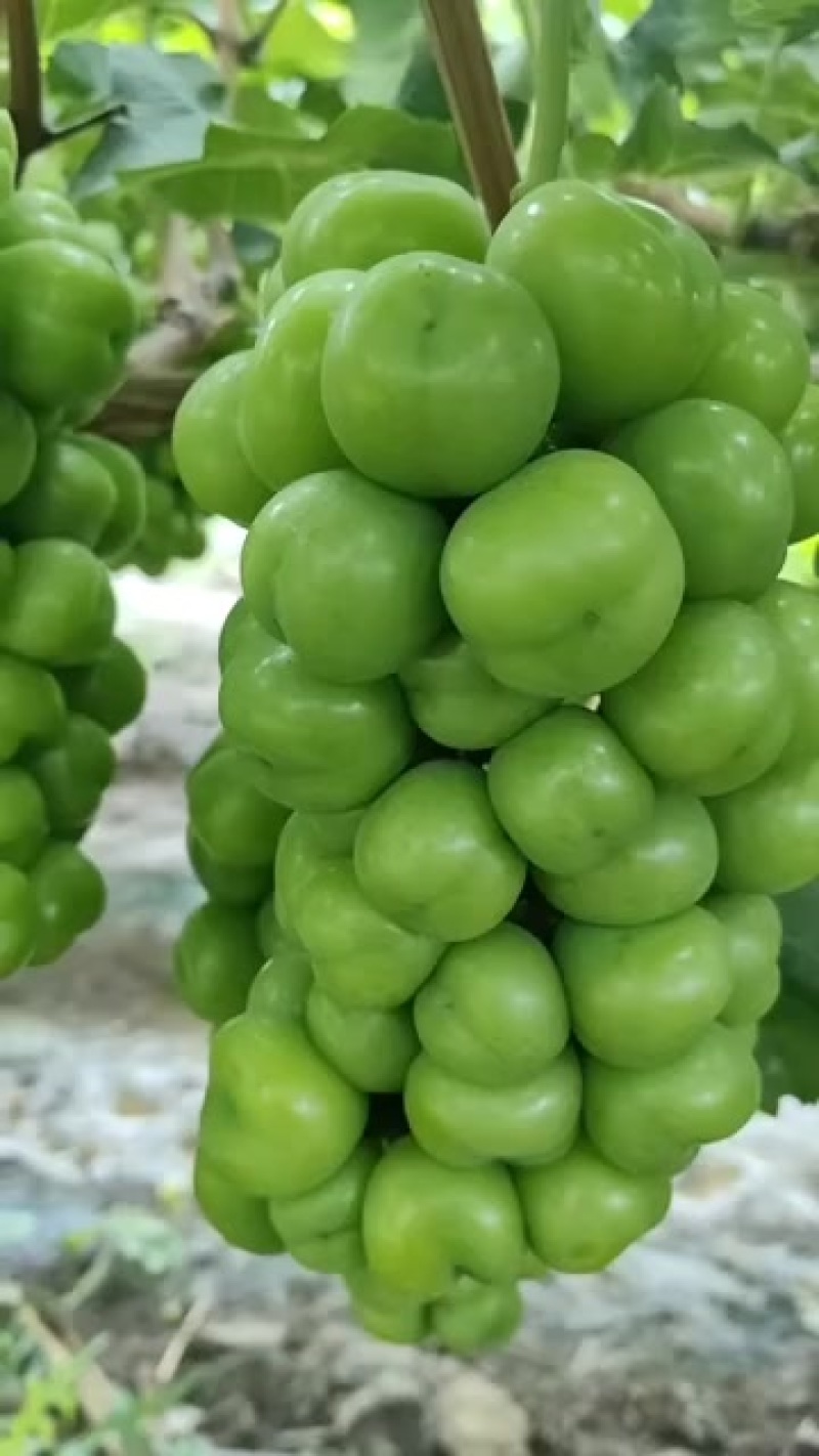 阳光玫瑰